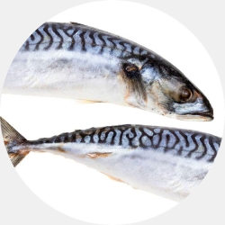 Mackerel Frozen